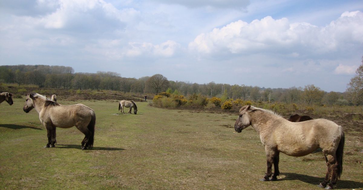 Hothfield Common walk - Ramblers