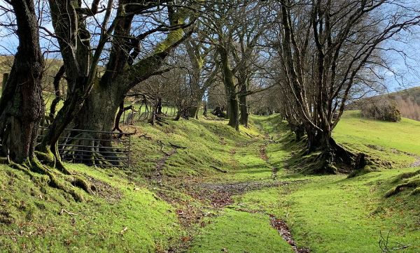 A path leading past some trees