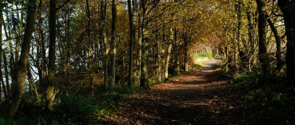 A wooded path