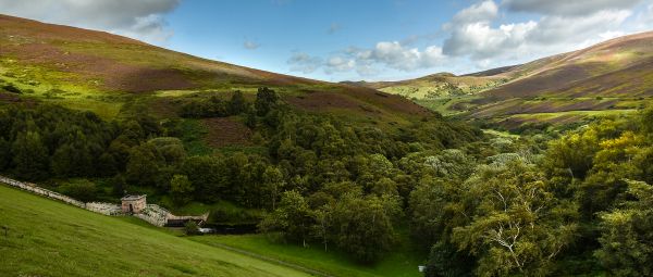 A wooded moorland valley 