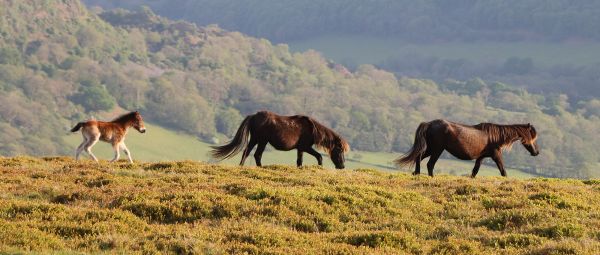 Three horses walking along a hill top