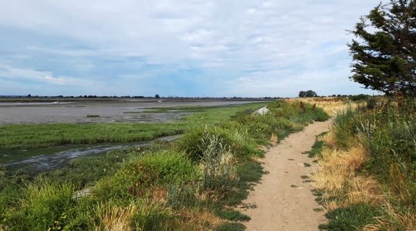 A dirt path winding around a wetland and grasses