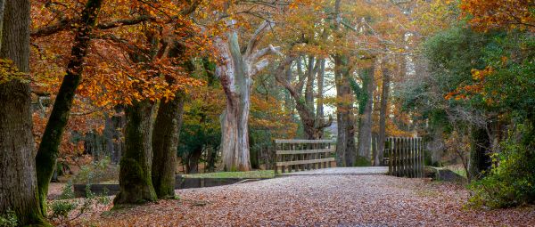 Autumn Forest colours at bridge in the New Forest National park, Hampshire, England, UK