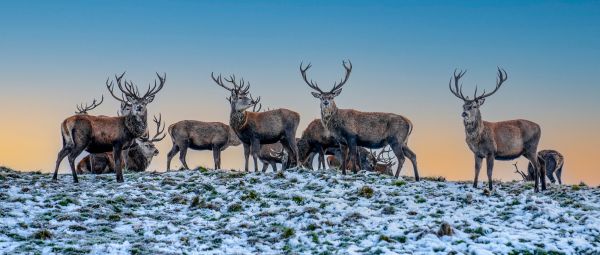 Group of deer standing on snowy hill at sunset in Lyme Park, Derbyshire