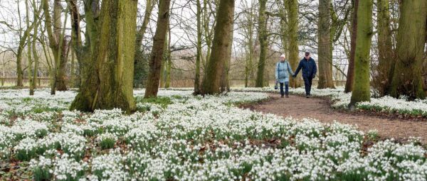 Members of the public walk amongst a carpet of snowdrops in the grounds of Burton Agnes Hall, near Bridlington, northern England