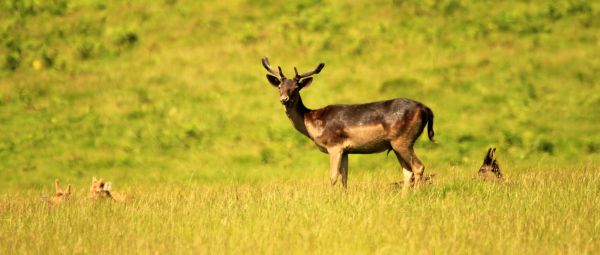 Fallow Deer Stag preparing to graze on a warm, sunny morning in Dinefwr Park, Llandeilo