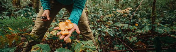 A person holding out a mushroom they have just picked