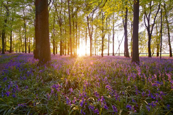 A carpet of bluebells covers a woodland as the sun sets in the middle ground