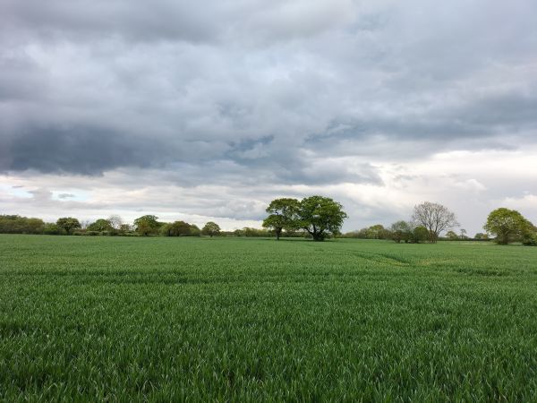Picture of Wheldrake evening walk