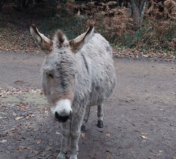 New Forest donkey