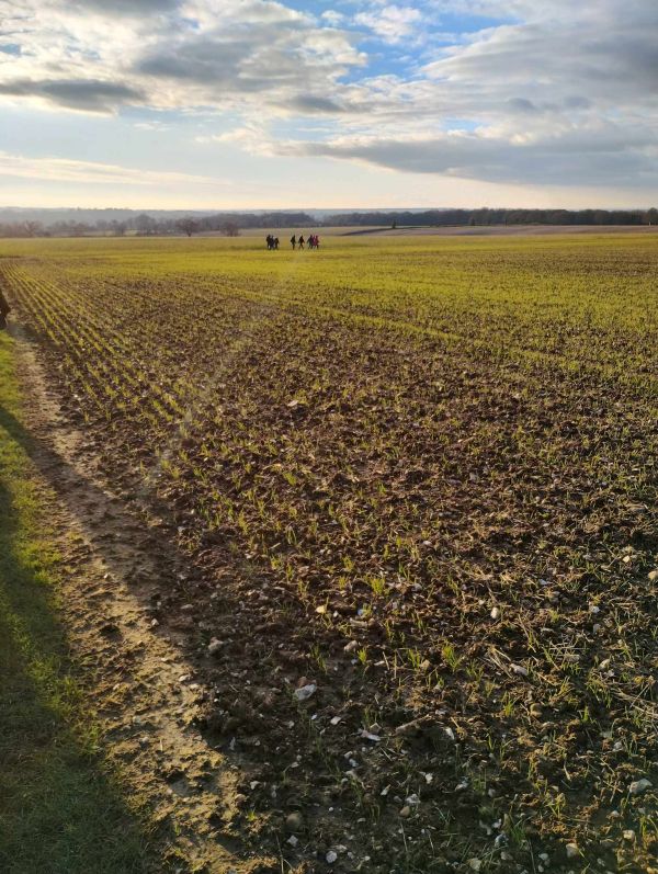 fields and sky