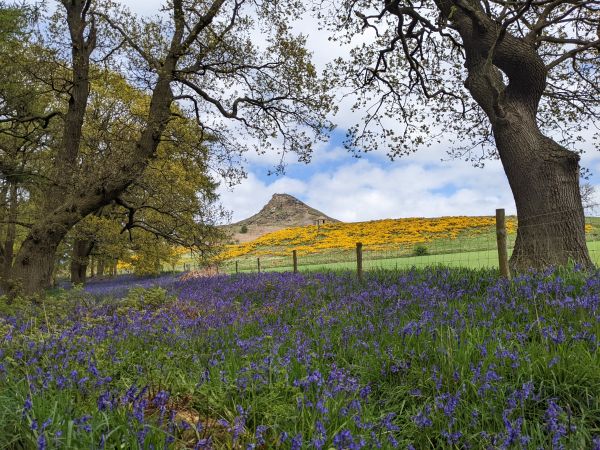 Picture of Roseberry Topping Bluebells
