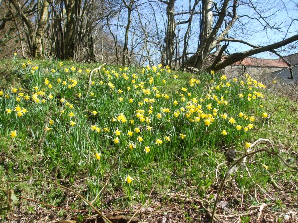 Picture of Farndale