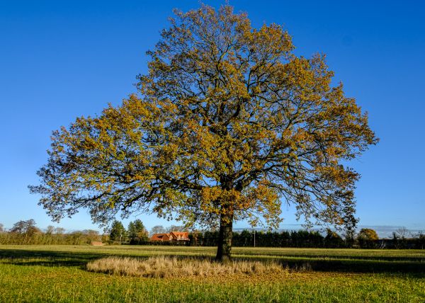 Large tree in grass field