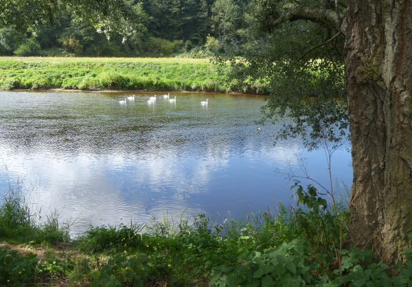 River Wye and an oak tree