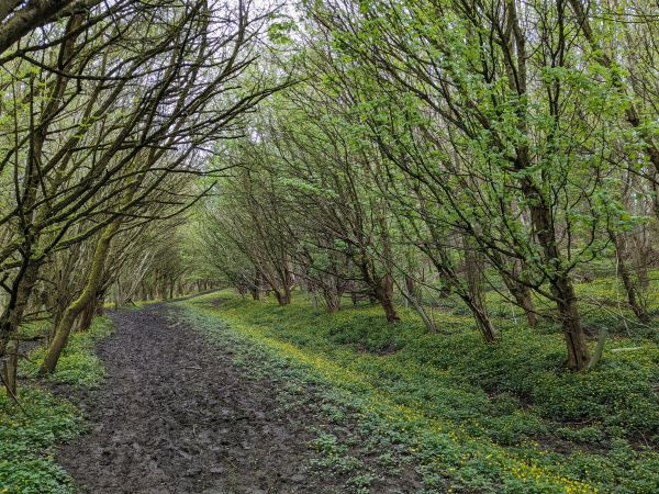 Picture of Centenary Way section 2: Sheriff Hutton to Welburn