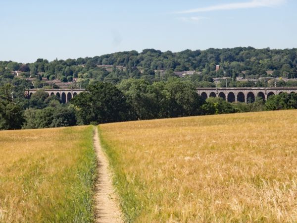 A view of Digswell Viaduct from a cross-field path