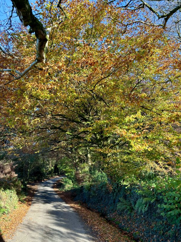 Autumn colours of tree hanging over lane.