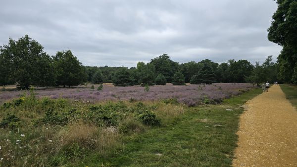 Heath land in Windsor Great Park near Virginia Water lake