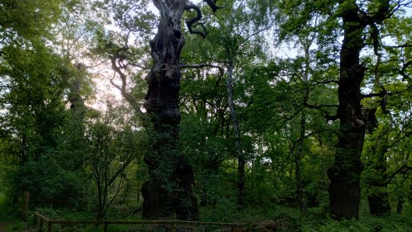 Ancient oak