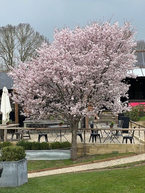 pub garden