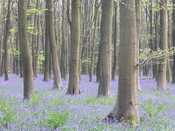 King's Wood bluebells