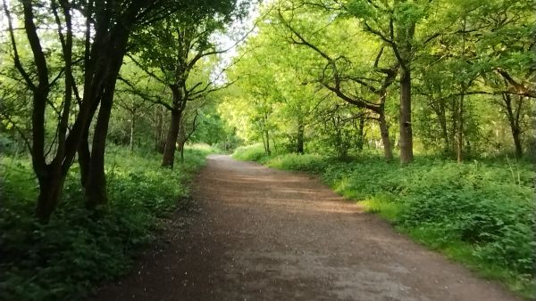 A forest path
