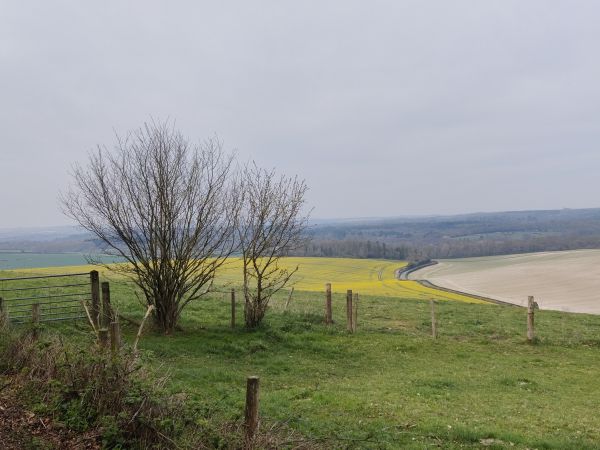 Long distance view from grassy ridge towards yellow rape field and misty horizon