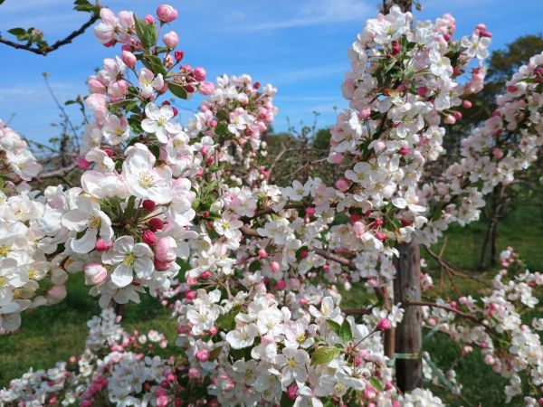 apple blossom