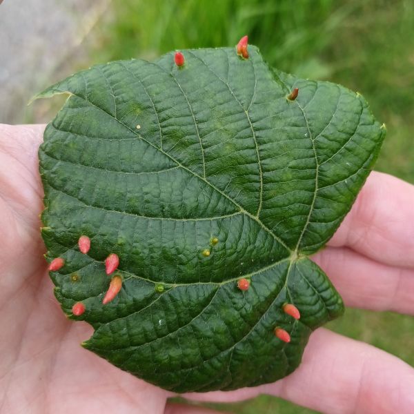 Leaf