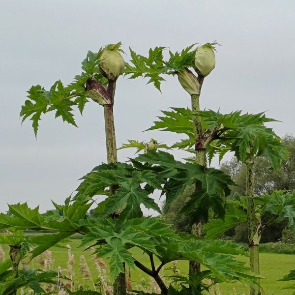 Giant Hogweed