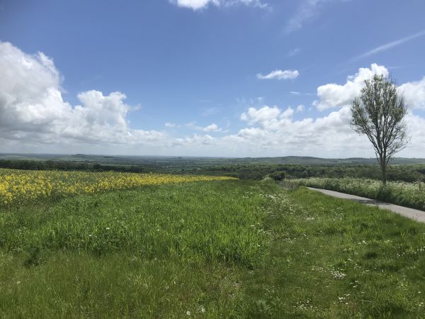 View across Martin Down