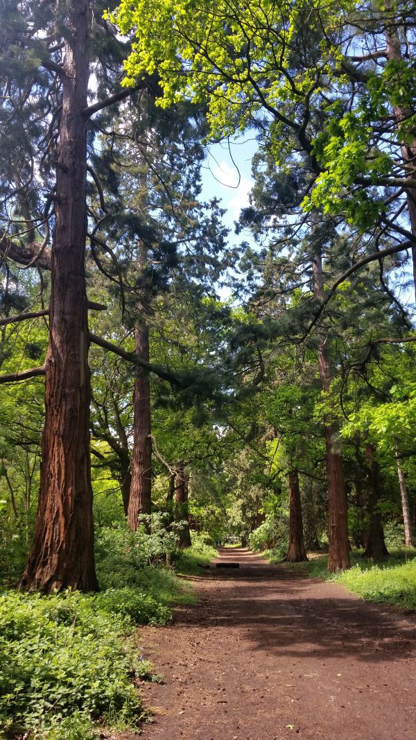 Avenue of Giant Sequoias