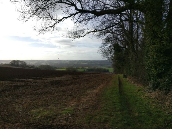 Field, path and trees