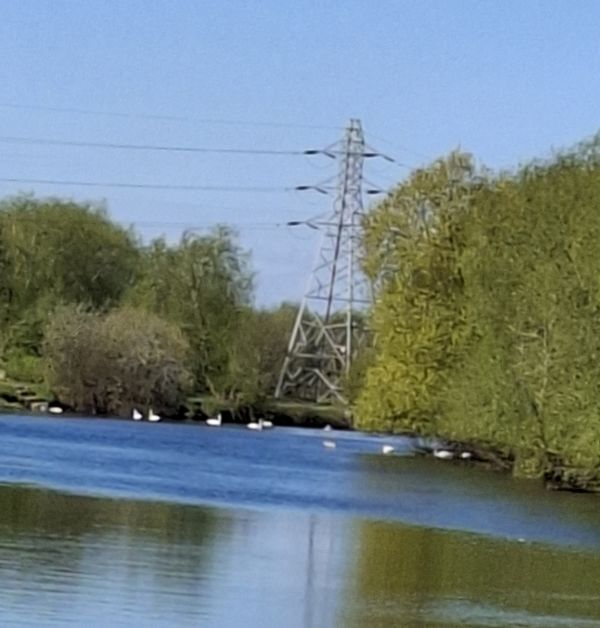 swans