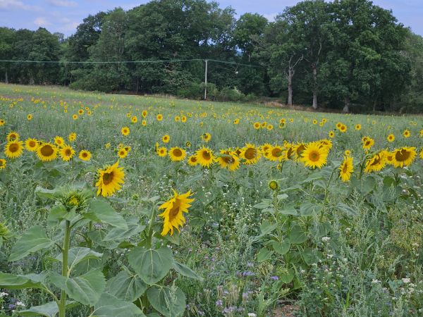 The field of sunflowers