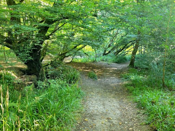 Path through tree canopy