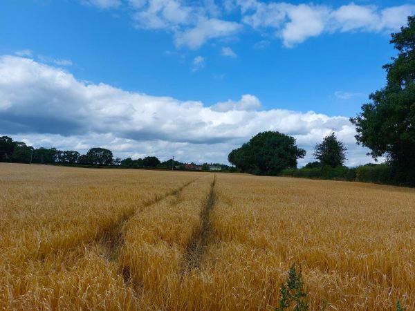 field