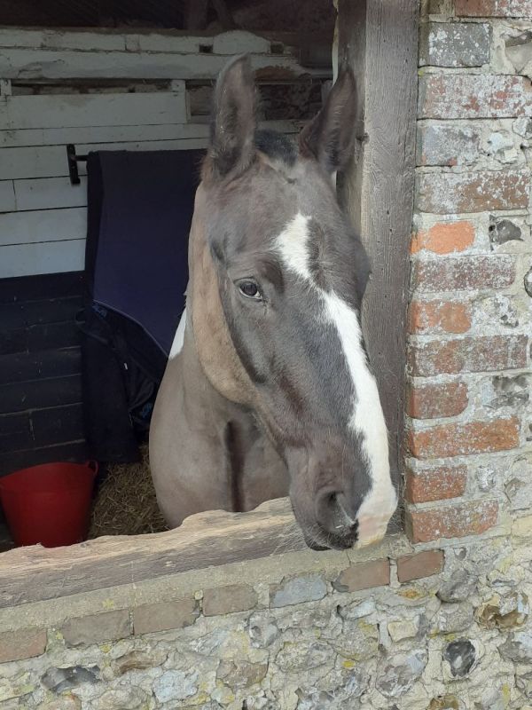 why the long face?