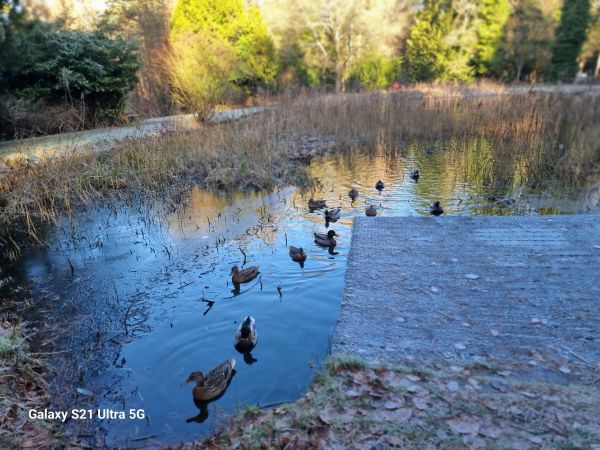 Brandon Country Park