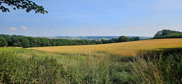 Field