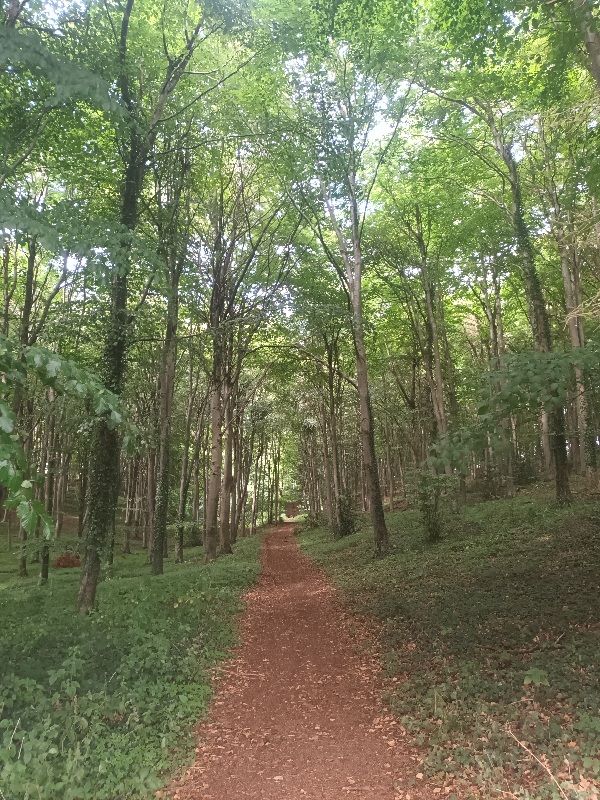 Woods near Dean