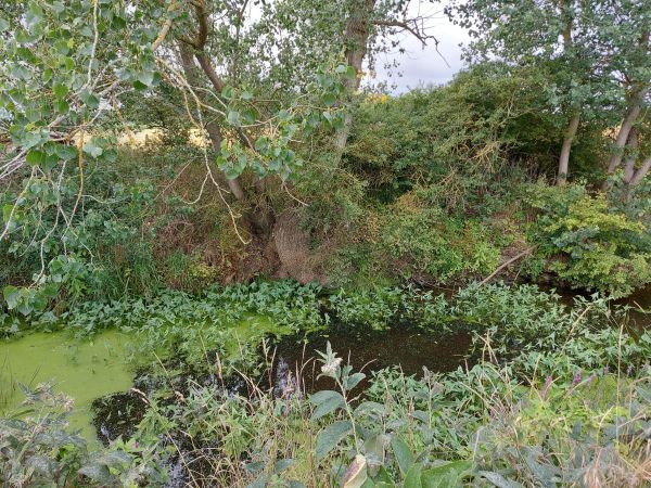 Stream with water plants