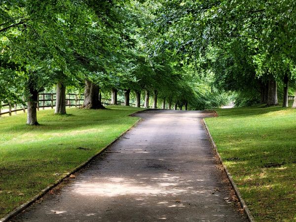 Path through tree canopy
