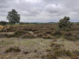Forest heath