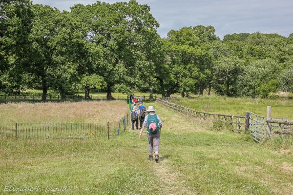Ramblers walking through grass to trees