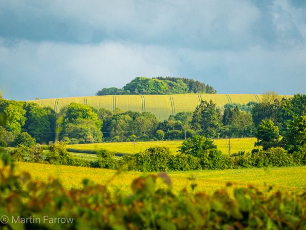 planted fields and hedges, dark sky