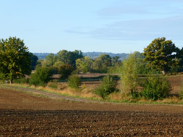Field
