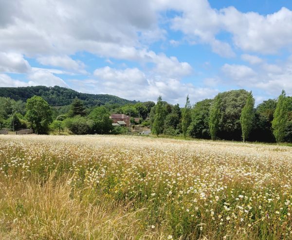 Countryside