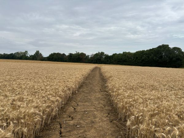 Footpath across a harvested field